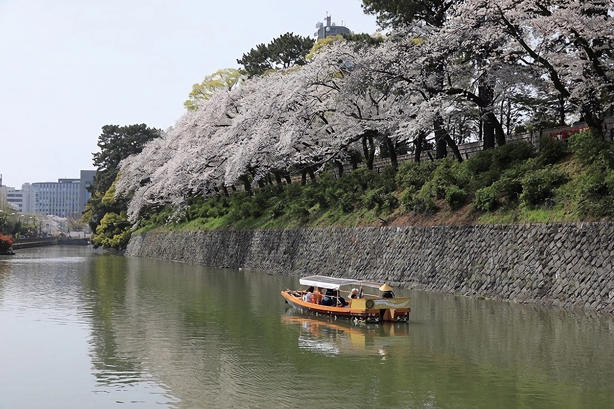 春爛漫！桜の季節の特別なひととき