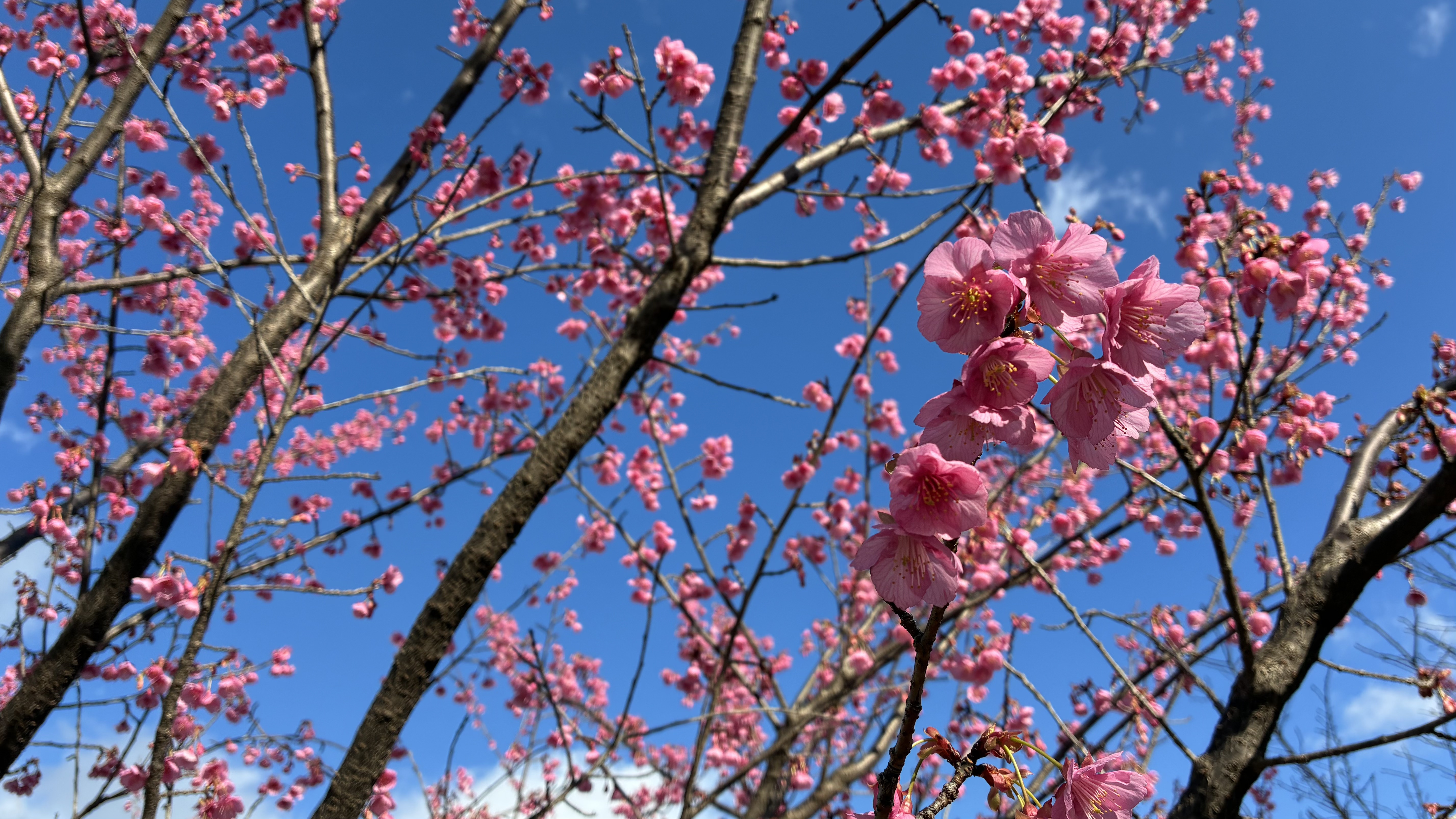 葵舟公式PRキャラクター ダモン おっとりしていて、ちょっぴりおしゃべりなアヒルの船頭見習い。こんにゃくでできた不思議な笠がチャームポイント。夢は、静岡おでんを目をつぶっても全種類当てられるようになること。口癖は「～だもんで！」。 すきな食べ物：静岡おでん、黒はんぺん 特技：お堀の歴史や観光を、静岡弁でほっこりガイド